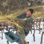 20081129_vendanges_beudon_02