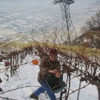 20081129_vendanges_beudon_06