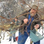 20081129_vendanges_beudon_13