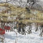 20081129_vendanges_beudon_16