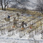 20081129_vendanges_beudon_18