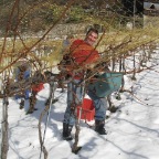 20081129_vendanges_beudon_26