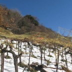 20081129_vendanges_beudon_36