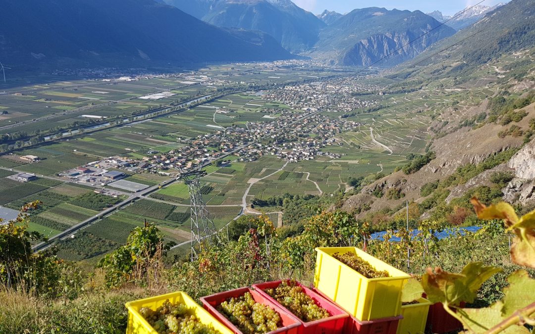 Bienvenue aux Caves ouvertes 2020!