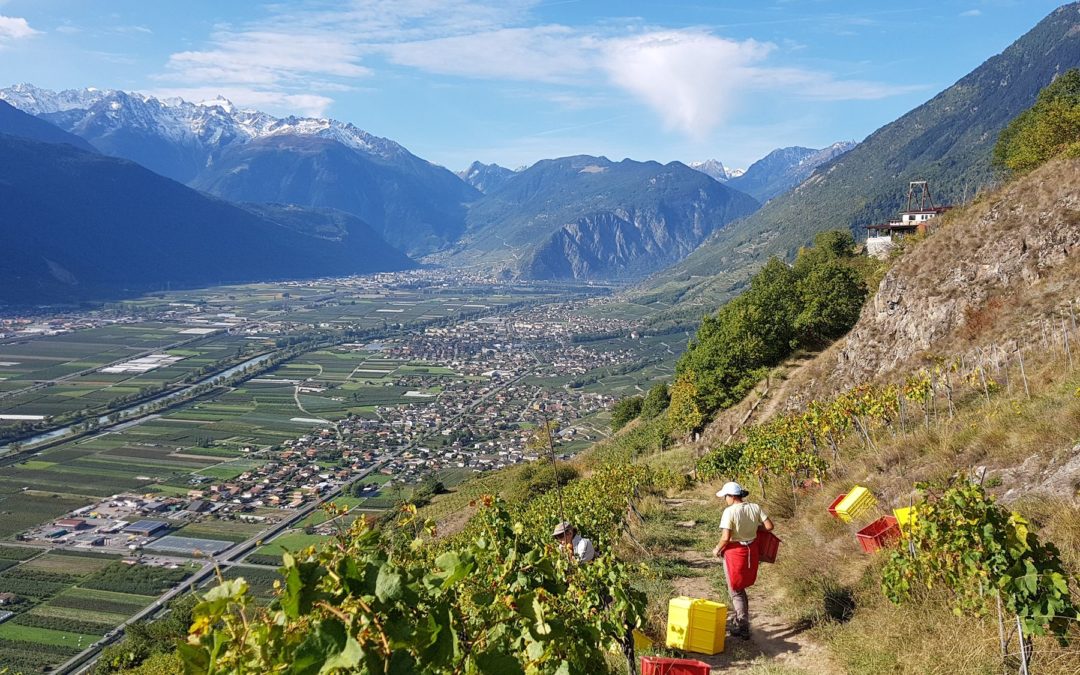 Vendanges 2017 et dégustations en vue