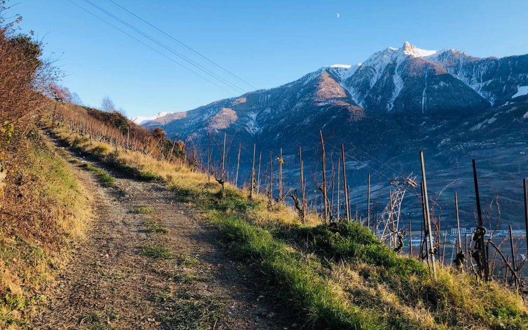 Dégustations-ventes de décembre 2019